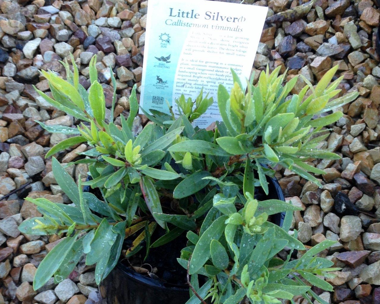 Callistemon viminalis Little Silver CalvimLS Weeping Bottlebrush, Creek Bottlebrush, 170mm