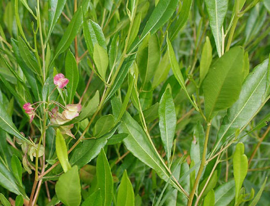 Dodonaea viscosa Dodvis Wedge Leaf Hop Bush, Sticky Hop Bush, Hopbush 140mm