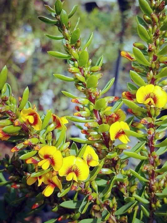 Eutaxia obovata Nana EutoboNa Dwarf Bacon and Egg Plant 140mm