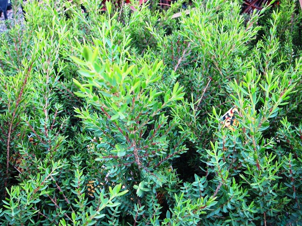 Eutaxia obovata Nana EutoboNa Dwarf Bacon and Egg Plant 140mm