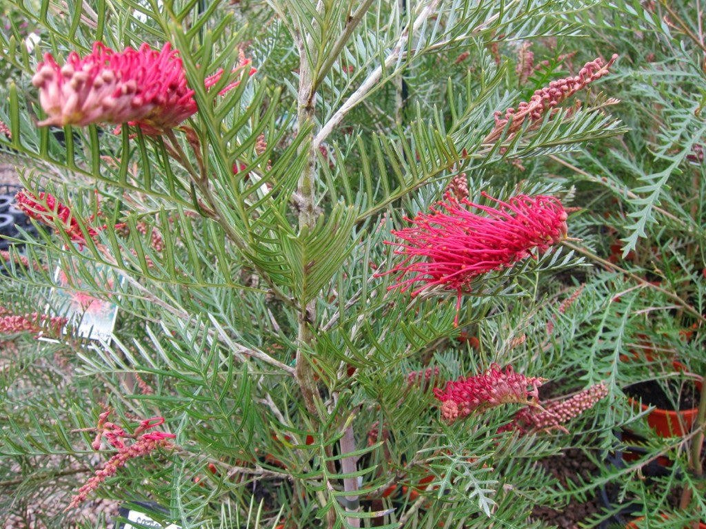 Grevillea hookeriana Grehoo Hookers Grevillea, Red Toothbrush Grevillea 140mm