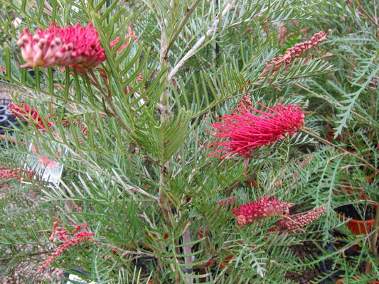 Grevillea hookeriana Grehoo Hookers Grevillea, Red Toothbrush Grevillea 140mm