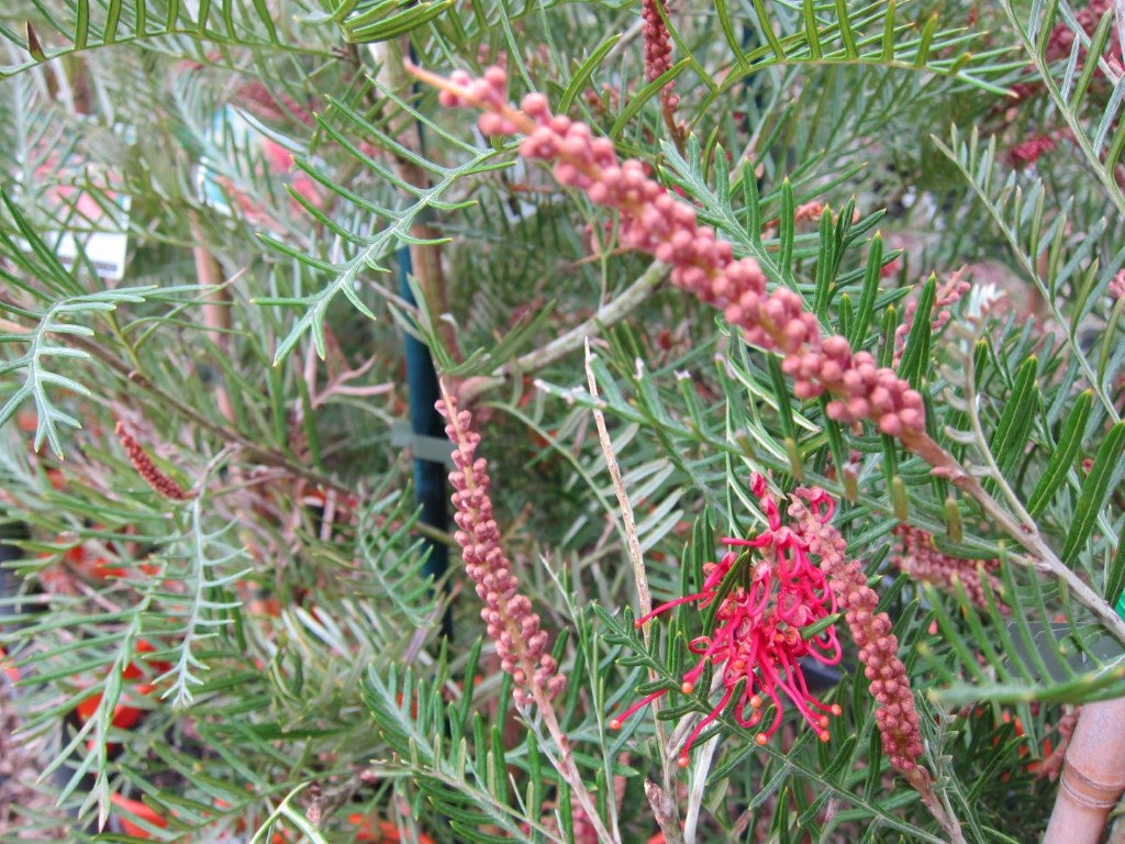 Grevillea hookeriana Grehoo Hookers Grevillea, Red Toothbrush Grevillea 140mm