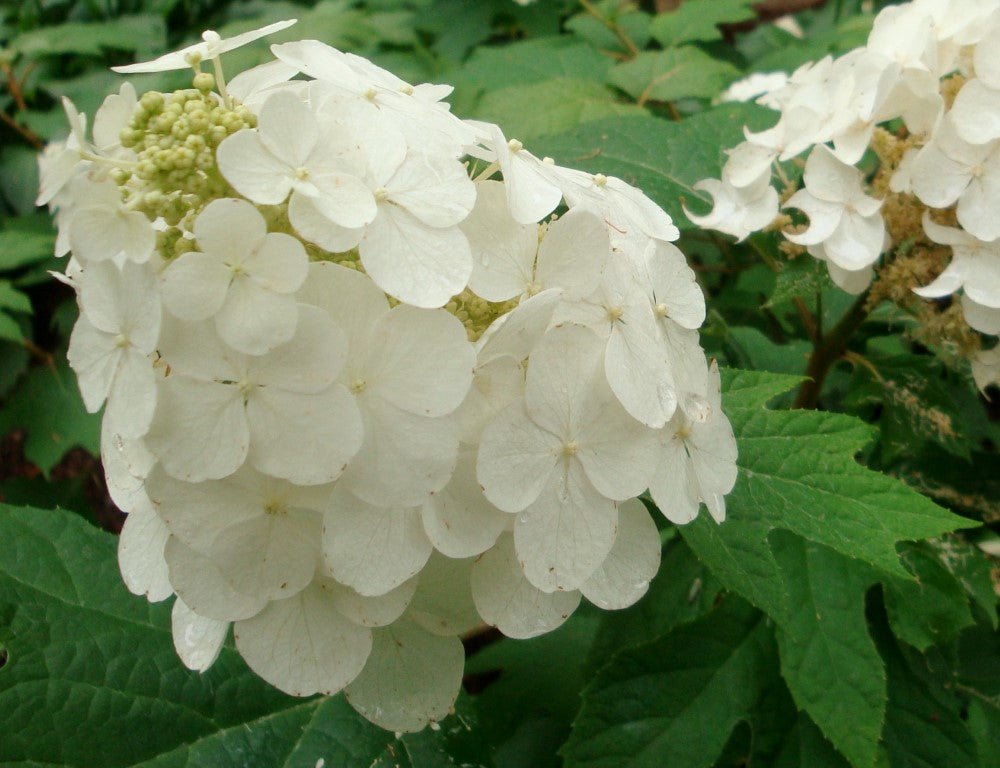 Hydrangea quercifolia Snow Queen HydqueSQ Oakleaf Hydrangea, Prinsnow 200mm