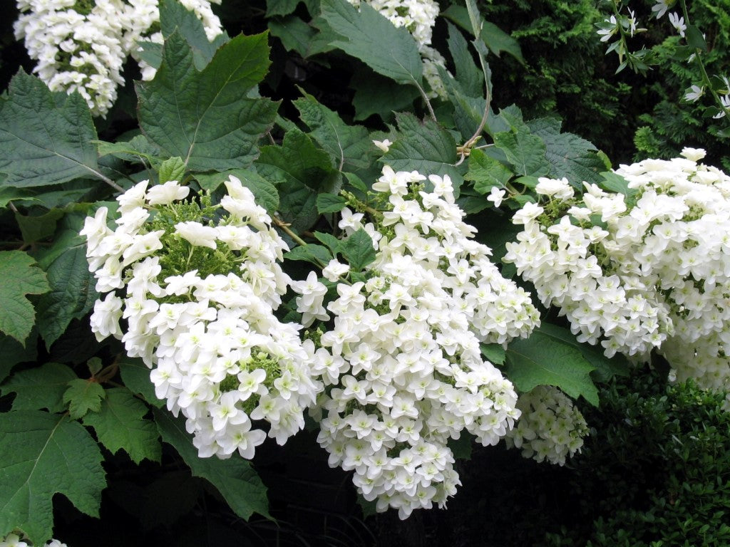 Hydrangea quercifolia Snow Queen HydqueSQ Oakleaf Hydrangea, Prinsnow 200mm