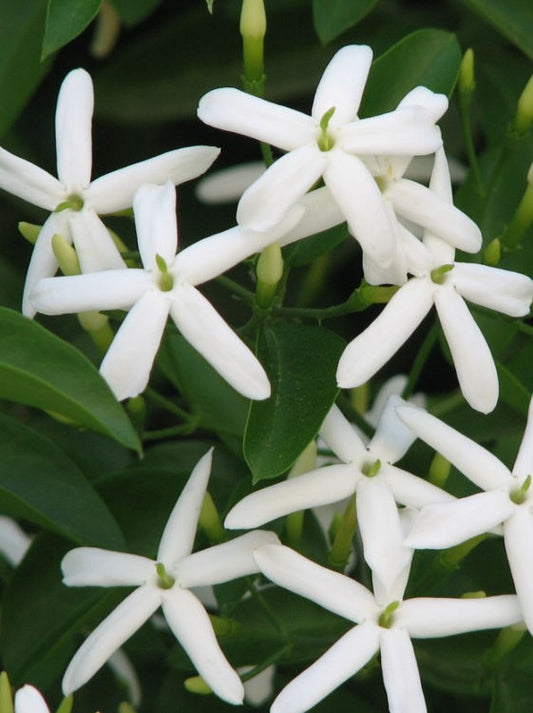 Jasminum azoricum Jasazo Lemon Scented Jasmine 140mm