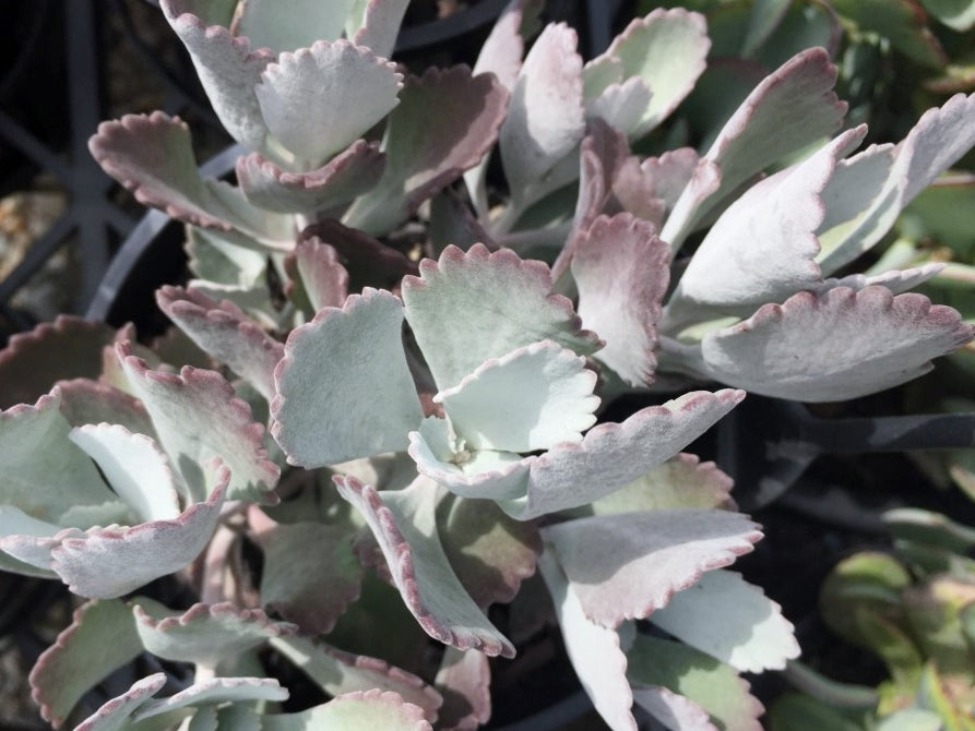 Kalanchoe pumila Quicksilver KalpumQui Flower Dust Plant, Succulent 140mm