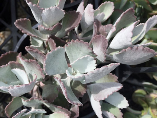 Kalanchoe pumila Quicksilver KalpumQui Flower Dust Plant, Succulent 140mm