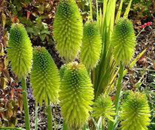 Kniphofia pauciflora Limelight KnipauLim Red Hot Poker, Torch Lily 140mm