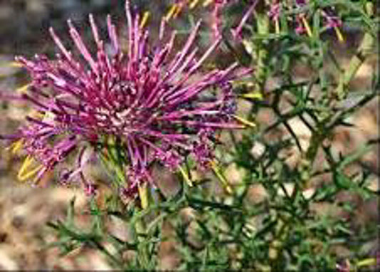 Isopogon formosus Isofor Rose Coneflower 140mm