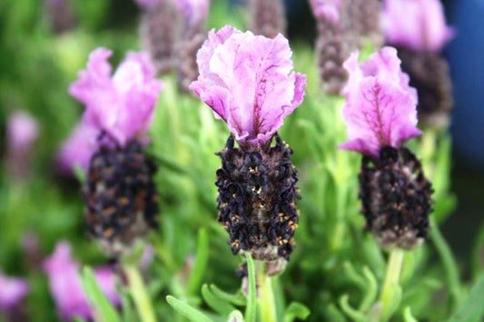 Lavandula pedunculata Little Posie Mauve LavpedLPM French Lavender 140mm