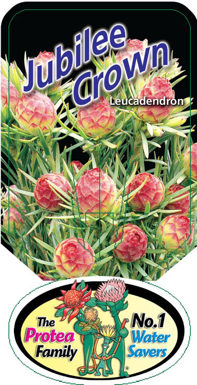 Leucadendron lanigerum Jubilee Crown LeulanJC Conebush 140mm