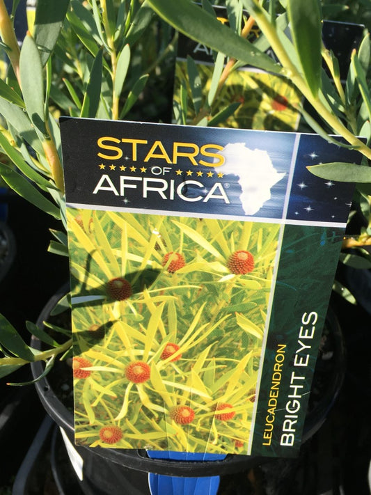 Leucadendron salignum Bright Eyes LeusalBE Conebush 140mm