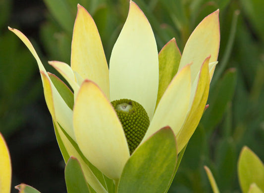 Leucadendron salignum discolor Lime Magic LeusdLM Conebush 140mm