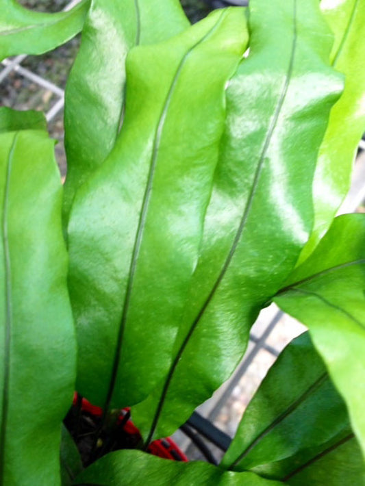 Microsorum diversifolium Micdiv Kangaroo Fern 120mm