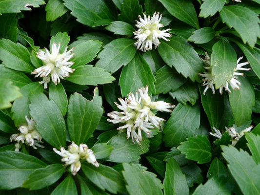 Pachysandra terminalis Pacter Japanese Pachysandra, Carpet Box, Japanese Spurge 140mm