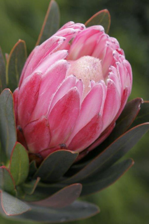 Protea compacta Pink Cream ProcomPC Sugarbush 140mm