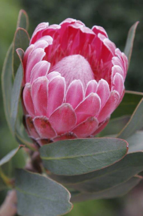 Protea compacta Stately ProcomSta Sugarbush 140mm