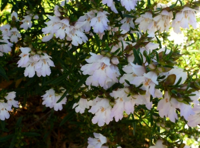 Prostanthera hybrida Poorinda Ballerina ProhybPB Native Mint Bush 140mm