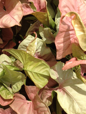 Syngonium podophyllum Red Heart SynpodRH Arrowhead Plant 120mm