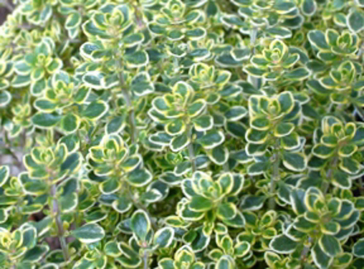 Thymus citriodorus Variegata ThycitVa Variegated Lemon Thyme, Variegated Citrus Thyme, Herb 140mm