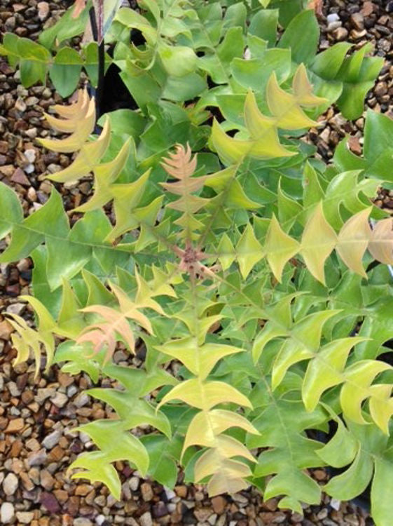 Banksia grandis Bangra Bull Banksia, Giant Banksia, Mangite 140mm