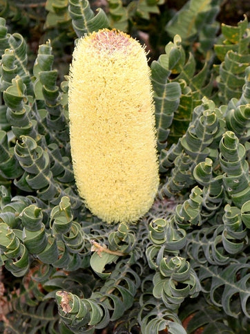 Banksia grandis Bangra Bull Banksia, Giant Banksia, Mangite 140mm