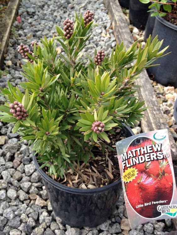 Callistemon viminalis Matthew Flinders CalvimMF Weeping Bottlebrush, Creek Bottlebrush 170mm