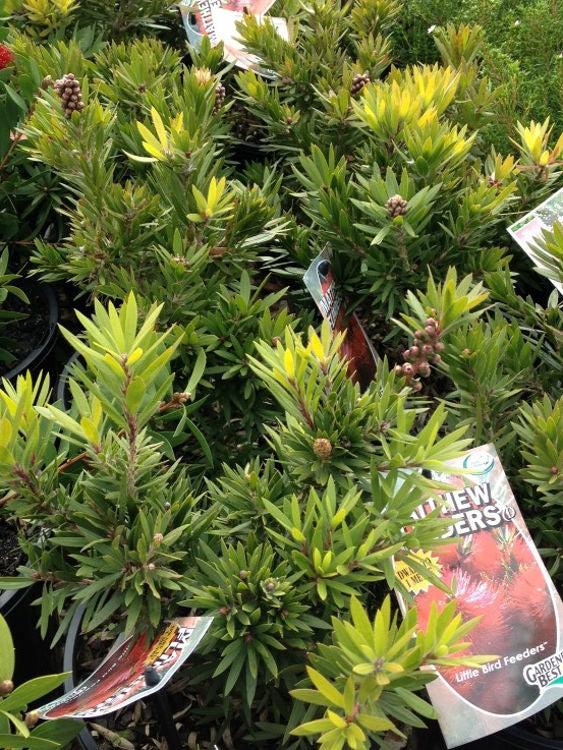 Callistemon viminalis Matthew Flinders CalvimMF Weeping Bottlebrush, Creek Bottlebrush 170mm