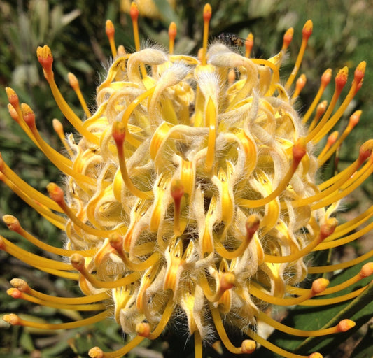 Leucospermum cuneiforme Goldie LeucunGol Pincushion Protea 140mm