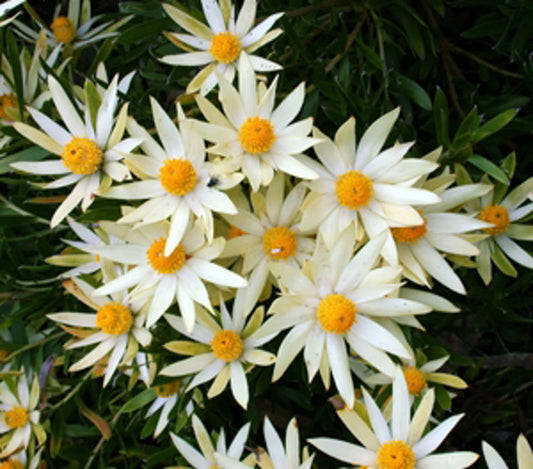 Leucadendron salignum Yellow Devil LeusalYD Conebush 140mm