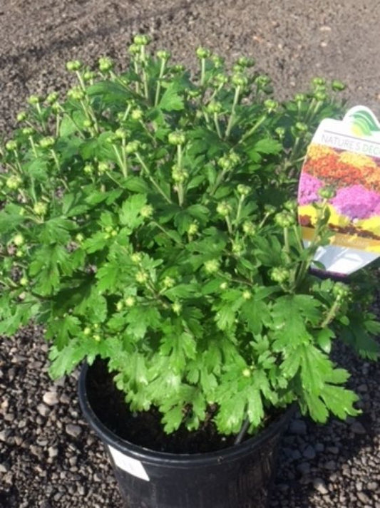Chrysanthemum morifolium Garden Mum ChrmorGM Garden Chrysanthemum, Garden Mums 140mm