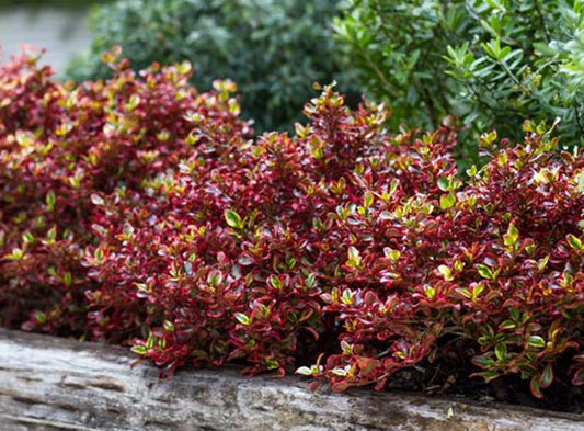 Coprosma repens Ignite PBR CoprepIgn Mirror Bush, Shiny Leaf 140mm