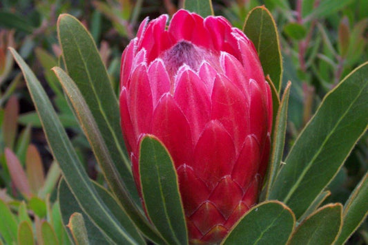 Protea neriifolia susannae Special Pink Ice PronsSPI Sugarbush 140mm