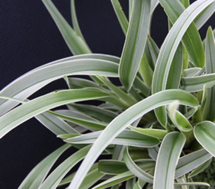 Dianella tasmanica Silverado DiatasSil Tasman Flax Lily 170mm