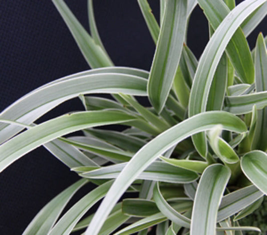 Dianella tasmanica Silverado DiatasSil Tasman Flax Lily 170mm