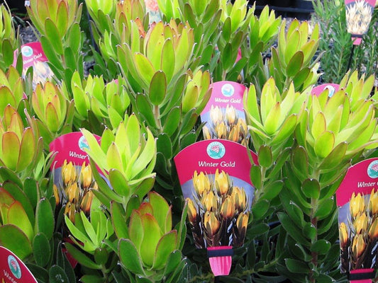 Leucadendron laureolum Winter Gold LeulauWG Conebush 140mm