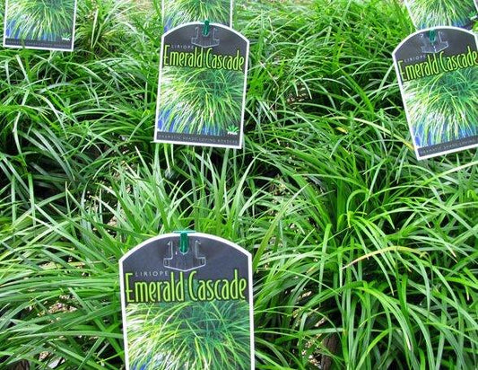 Liriope muscari Emerald Cascade PBR LirmusEC Lilyturf, Lily Turf, Border Grass, Monkey Grass 140mm