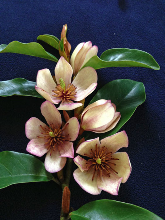 Magnolia hybrida Princess Cleopatra MaghybPCl PARCLEO 140mm