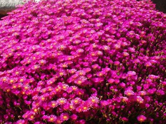 Mesembryanthemum hybrida Rainbow MeshybRai Pigface, Succulent 140mm