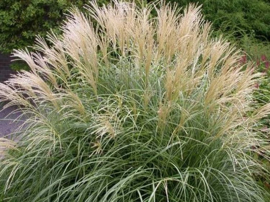 Miscanthus sinensis Adagio MissinAda Chinese Silver Grass, Maiden Grass 140mm
