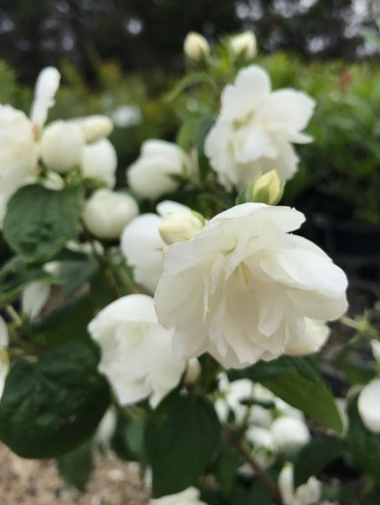 Philadelphus virginalis Virginal PhivirVir Mock Orange 140mm
