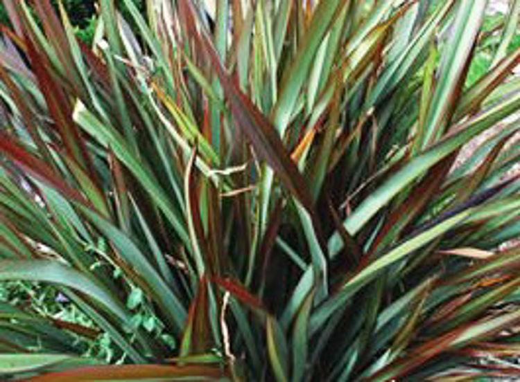 Phormium tenax Surfer Boy PhotenSB New Zealand Flax 140mm