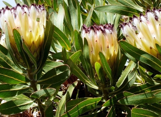 Protea neriifolia Cream Mink PronerCM Oleander Leaf Protea, Sugarbush 140mm