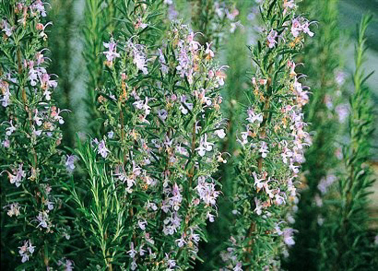 Rosmarinus officinalis Portugese Pink RosoffPP Rosemary 140mm