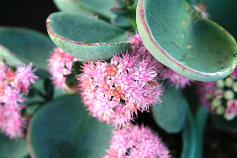 Sedum sieboldii Dragon SedsieDra October Stonecrop, Succulent 140mm