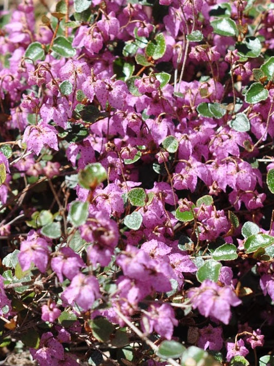Thomasia pygmaea Thopyg Tiny Thomasia 140mm