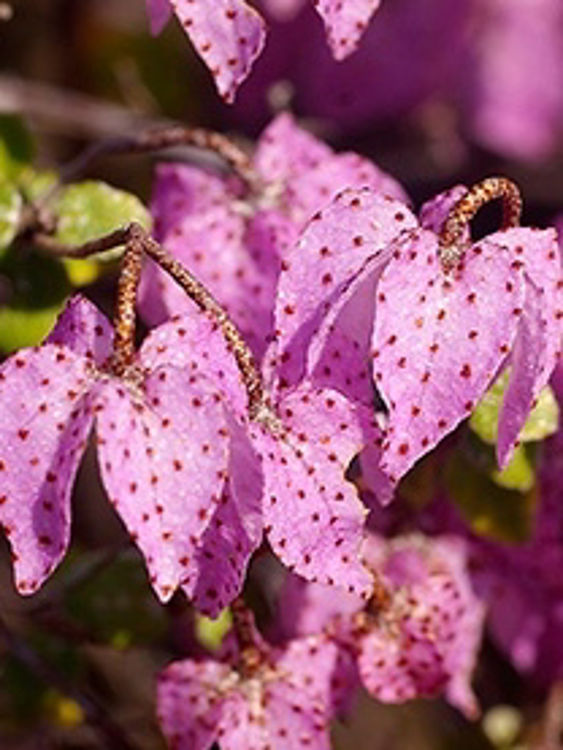 Thomasia pygmaea Thopyg Tiny Thomasia 140mm