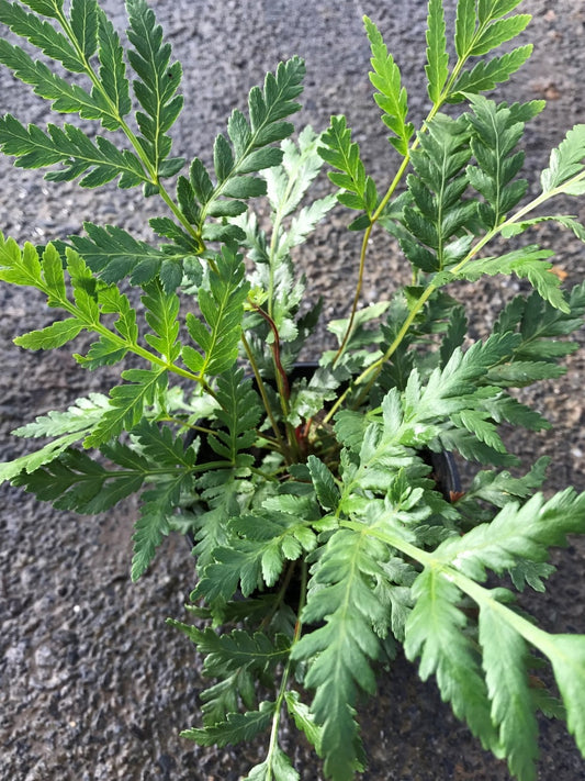 Todea barbara Todbar King Fern 70mm