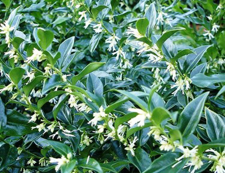 Sarcococca confusa Sarcon Sweetbox, Sweet Box 140mm